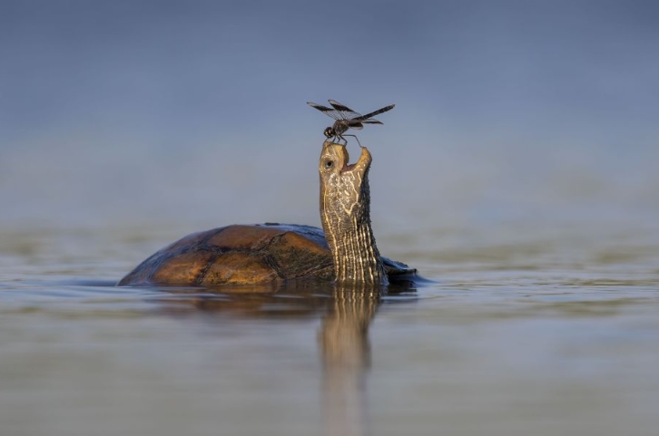 In Israel's Jezreel Valley, Tzahi Finkelstein Captures The Moment Of Turtle With A Dragonfly