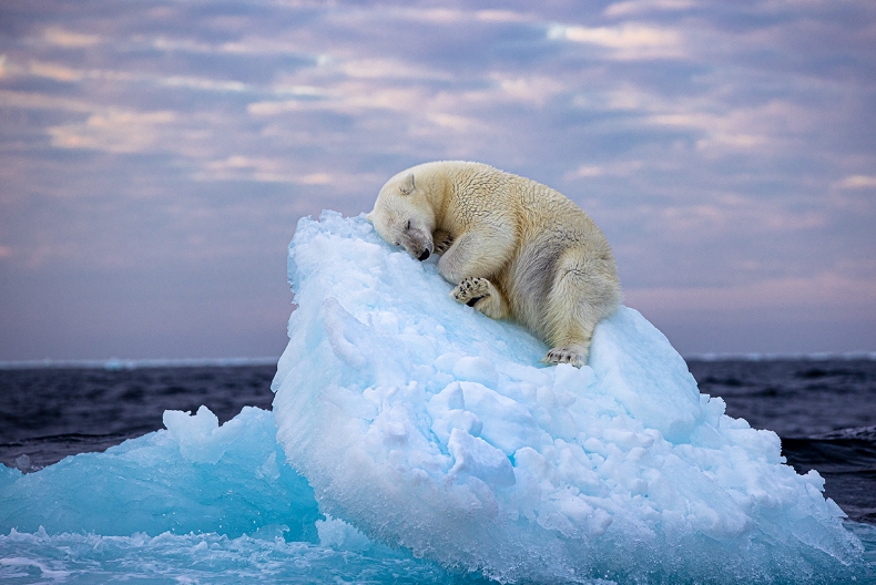 Nima Sarikhani's Photography Of A Resting Polar Bear